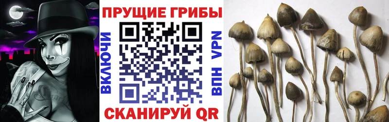 наркота  OMG как зайти  Псилоцибиновые грибы Cubensis  Фрязино 